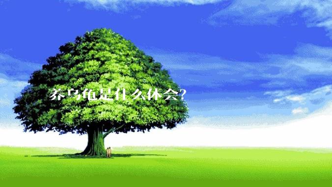 养乌龟是什么体会？